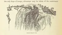 Picture 179 of 388 from Shifts and Expedients of Camp Life, Travels, etc (1876), leaf 336