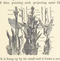 Picture 220 of 388 from Shifts and Expedients of Camp Life, Travels, etc (1876), leaf 379
