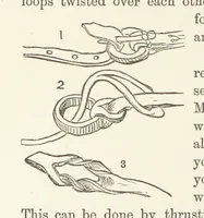 Picture 230 of 388 from Shifts and Expedients of Camp Life, Travels, etc (1876), leaf 386