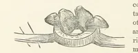 Picture 231 of 388 from Shifts and Expedients of Camp Life, Travels, etc (1876), leaf 386