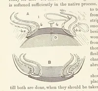 Picture 249 of 388 from Shifts and Expedients of Camp Life, Travels, etc (1876), leaf 410