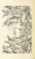 Picture 278 of 388 from Shifts and Expedients of Camp Life, Travels, etc (1876), leaf 450