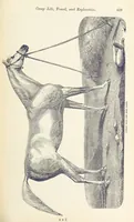 Picture 280 of 388 from Shifts and Expedients of Camp Life, Travels, etc (1876), leaf 455