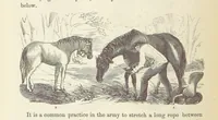 Picture 282 of 388 from Shifts and Expedients of Camp Life, Travels, etc (1876), leaf 456