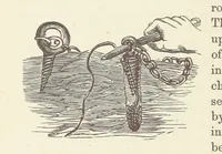 Picture 306 of 388 from Shifts and Expedients of Camp Life, Travels, etc (1876), leaf 520