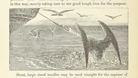 Picture 316 of 388 from Shifts and Expedients of Camp Life, Travels, etc (1876), leaf 558
