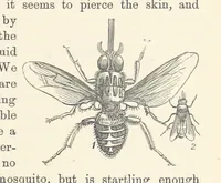 Picture 333 of 388 from Shifts and Expedients of Camp Life, Travels, etc (1876), leaf 613