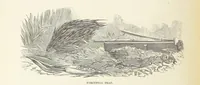 Picture 336 of 388 from Shifts and Expedients of Camp Life, Travels, etc (1876), leaf 618