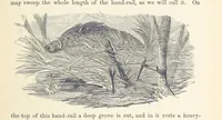 Picture 338 of 388 from Shifts and Expedients of Camp Life, Travels, etc (1876), leaf 619