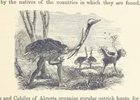 Picture 346 of 388 from Shifts and Expedients of Camp Life, Travels, etc (1876), leaf 629