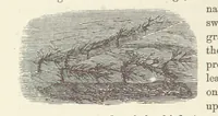 Picture 349 of 388 from Shifts and Expedients of Camp Life, Travels, etc (1876), leaf 636
