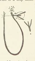 Picture 350 of 388 from Shifts and Expedients of Camp Life, Travels, etc (1876), leaf 636