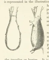 Picture 378 of 388 from Shifts and Expedients of Camp Life, Travels, etc (1876), leaf 724