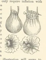 Picture 380 of 388 from Shifts and Expedients of Camp Life, Travels, etc (1876), leaf 729