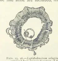 Picture 18 of 463 from Mining ... New edition (1899), leaf 66