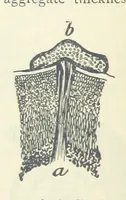 Picture 19 of 463 from Mining ... New edition (1899), leaf 66