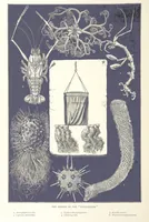 An illustration from Sea Pictures, drawn with pen and pencil (1882)