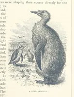 An illustration from Sea Pictures, drawn with pen and pencil (1882)