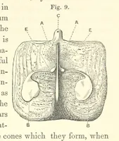 An illustration from A synopsis of the characters of the Carboniferous Limestone Fossils of Ireland. Prepared by F. M'Coy for Sir R. Griffith, by whom is now appended a list of the fossil localities, as arranged for the Journal of the Geological Society of Dublin. ... With twenty-nine lithographic plates (1862)