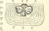 An illustration from A synopsis of the characters of the Carboniferous Limestone Fossils of Ireland. Prepared by F. M'Coy for Sir R. Griffith, by whom is now appended a list of the fossil localities, as arranged for the Journal of the Geological Society of Dublin. ... With twenty-nine lithographic plates (1862)