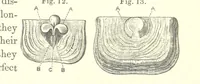 Picture 5 of 40 from A synopsis of the characters of the Carboniferous Limestone Fossils of Ireland. Prepared by F. M'Coy for Sir R. Griffith, by whom is now appended a list of the fossil localities, as arranged for the Journal of the Geological Society of Dublin. ... With twenty-nine lithographic plates (1862), leaf 125