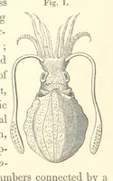 An illustration from A synopsis of the characters of the Carboniferous Limestone Fossils of Ireland. Prepared by F. M'Coy for Sir R. Griffith, by whom is now appended a list of the fossil localities, as arranged for the Journal of the Geological Society of Dublin. ... With twenty-nine lithographic plates (1862)
