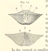 An illustration from A synopsis of the characters of the Carboniferous Limestone Fossils of Ireland. Prepared by F. M'Coy for Sir R. Griffith, by whom is now appended a list of the fossil localities, as arranged for the Journal of the Geological Society of Dublin. ... With twenty-nine lithographic plates (1862)