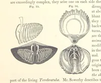 An illustration from A synopsis of the characters of the Carboniferous Limestone Fossils of Ireland. Prepared by F. M'Coy for Sir R. Griffith, by whom is now appended a list of the fossil localities, as arranged for the Journal of the Geological Society of Dublin. ... With twenty-nine lithographic plates (1862)