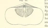 An illustration from A synopsis of the characters of the Carboniferous Limestone Fossils of Ireland. Prepared by F. M'Coy for Sir R. Griffith, by whom is now appended a list of the fossil localities, as arranged for the Journal of the Geological Society of Dublin. ... With twenty-nine lithographic plates (1862)