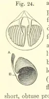An illustration from A synopsis of the characters of the Carboniferous Limestone Fossils of Ireland. Prepared by F. M'Coy for Sir R. Griffith, by whom is now appended a list of the fossil localities, as arranged for the Journal of the Geological Society of Dublin. ... With twenty-nine lithographic plates (1862)