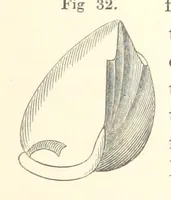 An illustration from A synopsis of the characters of the Carboniferous Limestone Fossils of Ireland. Prepared by F. M'Coy for Sir R. Griffith, by whom is now appended a list of the fossil localities, as arranged for the Journal of the Geological Society of Dublin. ... With twenty-nine lithographic plates (1862)