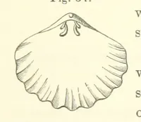 An illustration from A synopsis of the characters of the Carboniferous Limestone Fossils of Ireland. Prepared by F. M'Coy for Sir R. Griffith, by whom is now appended a list of the fossil localities, as arranged for the Journal of the Geological Society of Dublin. ... With twenty-nine lithographic plates (1862)