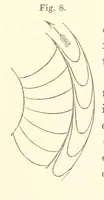 An illustration from A synopsis of the characters of the Carboniferous Limestone Fossils of Ireland. Prepared by F. M'Coy for Sir R. Griffith, by whom is now appended a list of the fossil localities, as arranged for the Journal of the Geological Society of Dublin. ... With twenty-nine lithographic plates (1862)