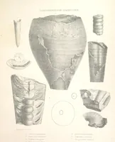 An illustration from A synopsis of the characters of the Carboniferous Limestone Fossils of Ireland. Prepared by F. M'Coy for Sir R. Griffith, by whom is now appended a list of the fossil localities, as arranged for the Journal of the Geological Society of Dublin. ... With twenty-nine lithographic plates (1862)
