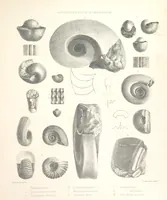 An illustration from A synopsis of the characters of the Carboniferous Limestone Fossils of Ireland. Prepared by F. M'Coy for Sir R. Griffith, by whom is now appended a list of the fossil localities, as arranged for the Journal of the Geological Society of Dublin. ... With twenty-nine lithographic plates (1862)