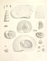 An illustration from A synopsis of the characters of the Carboniferous Limestone Fossils of Ireland. Prepared by F. M'Coy for Sir R. Griffith, by whom is now appended a list of the fossil localities, as arranged for the Journal of the Geological Society of Dublin. ... With twenty-nine lithographic plates (1862)