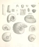 An illustration from A synopsis of the characters of the Carboniferous Limestone Fossils of Ireland. Prepared by F. M'Coy for Sir R. Griffith, by whom is now appended a list of the fossil localities, as arranged for the Journal of the Geological Society of Dublin. ... With twenty-nine lithographic plates (1862)