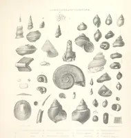An illustration from A synopsis of the characters of the Carboniferous Limestone Fossils of Ireland. Prepared by F. M'Coy for Sir R. Griffith, by whom is now appended a list of the fossil localities, as arranged for the Journal of the Geological Society of Dublin. ... With twenty-nine lithographic plates (1862)