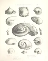 An illustration from A synopsis of the characters of the Carboniferous Limestone Fossils of Ireland. Prepared by F. M'Coy for Sir R. Griffith, by whom is now appended a list of the fossil localities, as arranged for the Journal of the Geological Society of Dublin. ... With twenty-nine lithographic plates (1862)