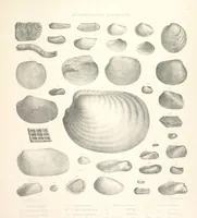 An illustration from A synopsis of the characters of the Carboniferous Limestone Fossils of Ireland. Prepared by F. M'Coy for Sir R. Griffith, by whom is now appended a list of the fossil localities, as arranged for the Journal of the Geological Society of Dublin. ... With twenty-nine lithographic plates (1862)