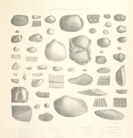 An illustration from A synopsis of the characters of the Carboniferous Limestone Fossils of Ireland. Prepared by F. M'Coy for Sir R. Griffith, by whom is now appended a list of the fossil localities, as arranged for the Journal of the Geological Society of Dublin. ... With twenty-nine lithographic plates (1862)