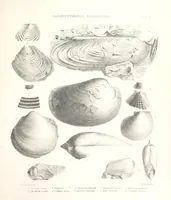 An illustration from A synopsis of the characters of the Carboniferous Limestone Fossils of Ireland. Prepared by F. M'Coy for Sir R. Griffith, by whom is now appended a list of the fossil localities, as arranged for the Journal of the Geological Society of Dublin. ... With twenty-nine lithographic plates (1862)