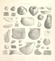 An illustration from A synopsis of the characters of the Carboniferous Limestone Fossils of Ireland. Prepared by F. M'Coy for Sir R. Griffith, by whom is now appended a list of the fossil localities, as arranged for the Journal of the Geological Society of Dublin. ... With twenty-nine lithographic plates (1862)