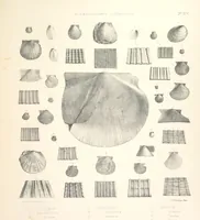 An illustration from A synopsis of the characters of the Carboniferous Limestone Fossils of Ireland. Prepared by F. M'Coy for Sir R. Griffith, by whom is now appended a list of the fossil localities, as arranged for the Journal of the Geological Society of Dublin. ... With twenty-nine lithographic plates (1862)