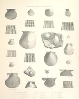 An illustration from A synopsis of the characters of the Carboniferous Limestone Fossils of Ireland. Prepared by F. M'Coy for Sir R. Griffith, by whom is now appended a list of the fossil localities, as arranged for the Journal of the Geological Society of Dublin. ... With twenty-nine lithographic plates (1862)