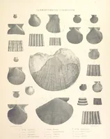 An illustration from A synopsis of the characters of the Carboniferous Limestone Fossils of Ireland. Prepared by F. M'Coy for Sir R. Griffith, by whom is now appended a list of the fossil localities, as arranged for the Journal of the Geological Society of Dublin. ... With twenty-nine lithographic plates (1862)