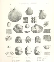 An illustration from A synopsis of the characters of the Carboniferous Limestone Fossils of Ireland. Prepared by F. M'Coy for Sir R. Griffith, by whom is now appended a list of the fossil localities, as arranged for the Journal of the Geological Society of Dublin. ... With twenty-nine lithographic plates (1862)