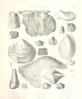 An illustration from A synopsis of the characters of the Carboniferous Limestone Fossils of Ireland. Prepared by F. M'Coy for Sir R. Griffith, by whom is now appended a list of the fossil localities, as arranged for the Journal of the Geological Society of Dublin. ... With twenty-nine lithographic plates (1862)