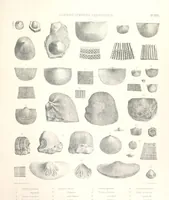 An illustration from A synopsis of the characters of the Carboniferous Limestone Fossils of Ireland. Prepared by F. M'Coy for Sir R. Griffith, by whom is now appended a list of the fossil localities, as arranged for the Journal of the Geological Society of Dublin. ... With twenty-nine lithographic plates (1862)