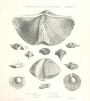 An illustration from A synopsis of the characters of the Carboniferous Limestone Fossils of Ireland. Prepared by F. M'Coy for Sir R. Griffith, by whom is now appended a list of the fossil localities, as arranged for the Journal of the Geological Society of Dublin. ... With twenty-nine lithographic plates (1862)